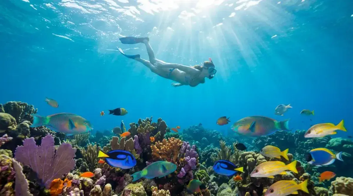 Underwater scene showing a snorkeler swimming above a healthy coral reef with colorful tropical fish
